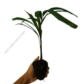 Cây Cau Đuôi Chồn Australia - Chiều cao 5-15cm - Giống cây thân cao lâu năm, hình thức thẳng, xuất xứ từ Châu Úc 1