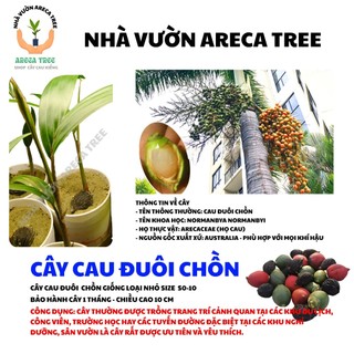 Cây Cau Đuôi Chồn Australia - Chiều cao 5-15cm - Giống cây thân cao lâu năm, hình thức thẳng, xuất xứ từ Châu Úc 1