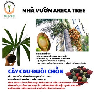 Cây Cau Đuôi Chồn Australia - Chiều cao 5-15cm - Giống cây thân cao lâu năm, hình thức thẳng, xuất xứ từ Châu Úc 1