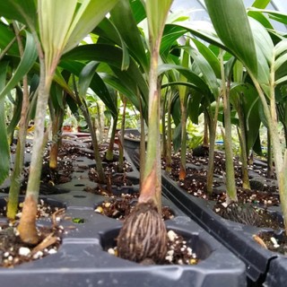 Cây Cau Đuôi Chồn Australia - Chiều cao 5-15cm - Giống cây thân cao lâu năm, hình thức thẳng, xuất xứ từ Châu Úc 1