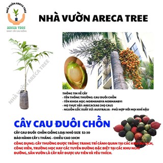 Cây Cau Kiểng (Cau Bẹ Trắng & Cau Đuôi Chuồn) (Cau Kiểng Đẹp Và Ưa Chuộng Nhất) (CÓ BẢO HÀNH NÊN YÊN TÂM, BAO SỐNG 100%)