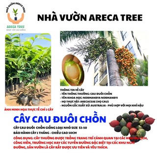 Cây Cau Kiểng (Cau Bẹ Trắng & Cau Đuôi Chuồn) (Cau Kiểng Đẹp Và Ưa Chuộng Nhất) (CÓ BẢO HÀNH NÊN YÊN TÂM, BAO SỐNG 100%)