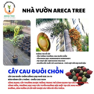 Cây Cau Kiểng (Cau Bẹ Trắng & Cau Đuôi Chuồn) (Cau Kiểng Đẹp Và Ưa Chuộng Nhất) (CÓ BẢO HÀNH NÊN YÊN TÂM, BAO SỐNG 100%)