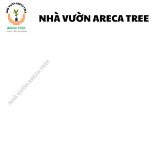 Cây Cau Kiểng (Cau Bẹ Trắng & Cau Đuôi Chuồn) (Cau Kiểng Đẹp Và Ưa Chuộng Nhất) (CÓ BẢO HÀNH NÊN YÊN TÂM, BAO SỐNG 100%)