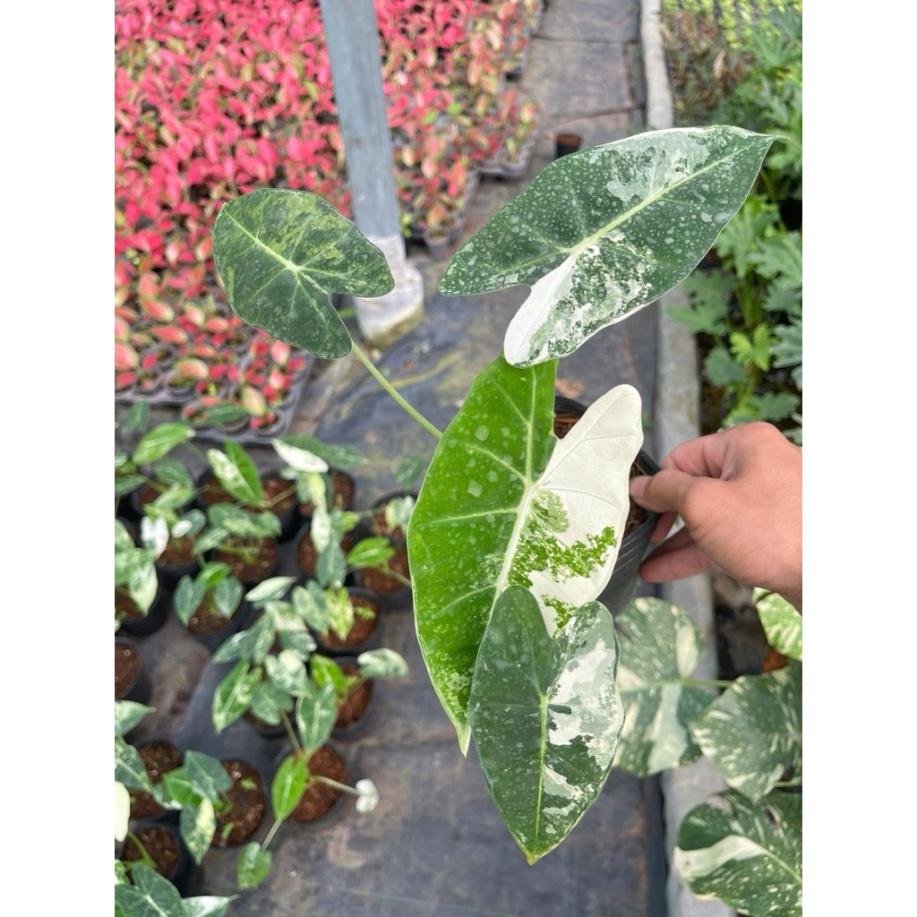 Alocasia Flydek var size nhỏ