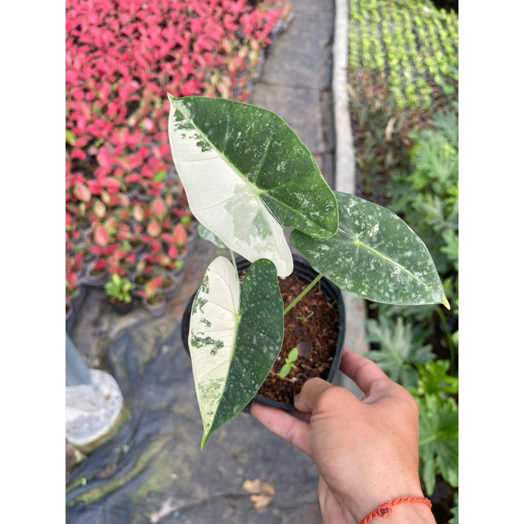 Alocasia Flydek Var