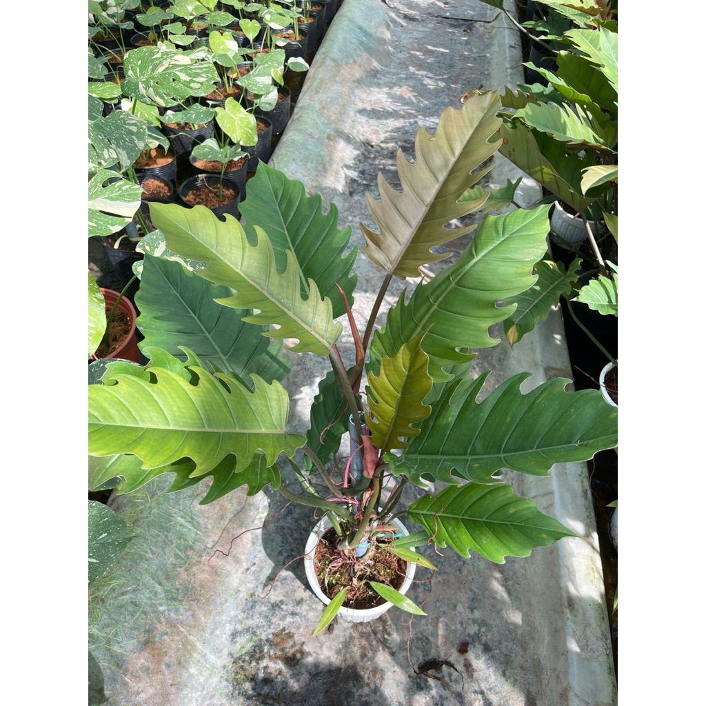 Philodendron Caramel chậu 2c đang leo trụ