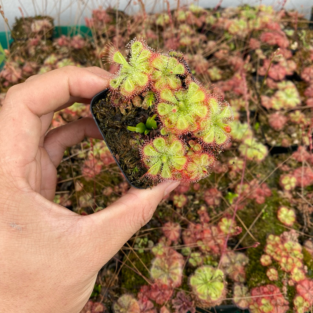 Chậu nhựa trồng cây Drosera Burmanii và Drosera Burmanii "Humpty Doo" | HungGarden