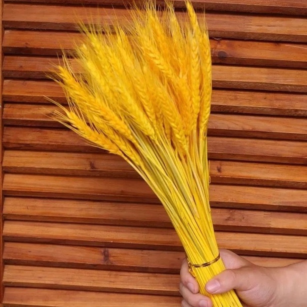 Bó lúa mạch khô 100 nhánh,bó hoa lúa mạch cắm bình trang trí decor siêu đẹp NTXSS101