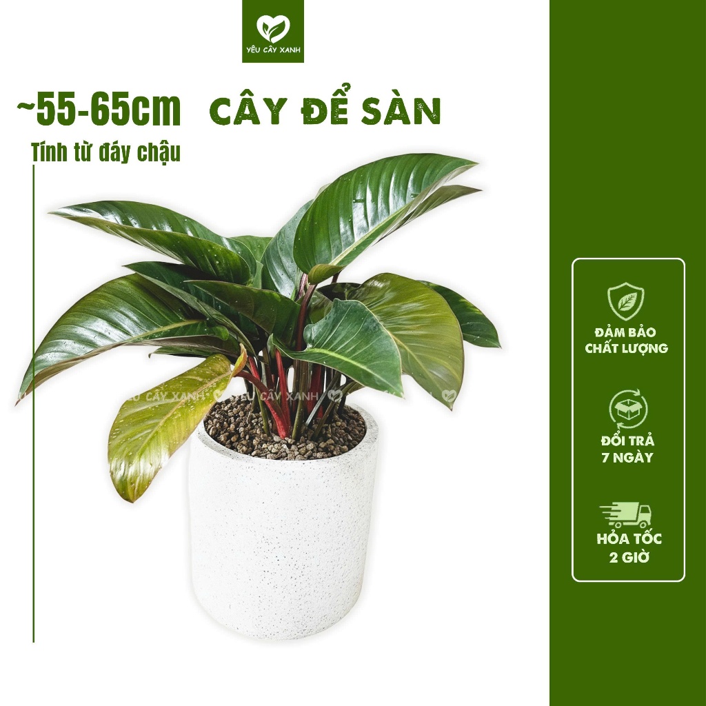 Cây Trầu Bà Đế Vương Đỏ nội thất