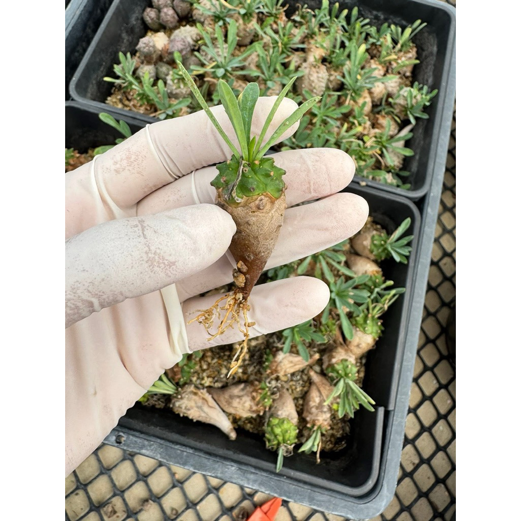 Xương Rồng Euphorbia Japonic