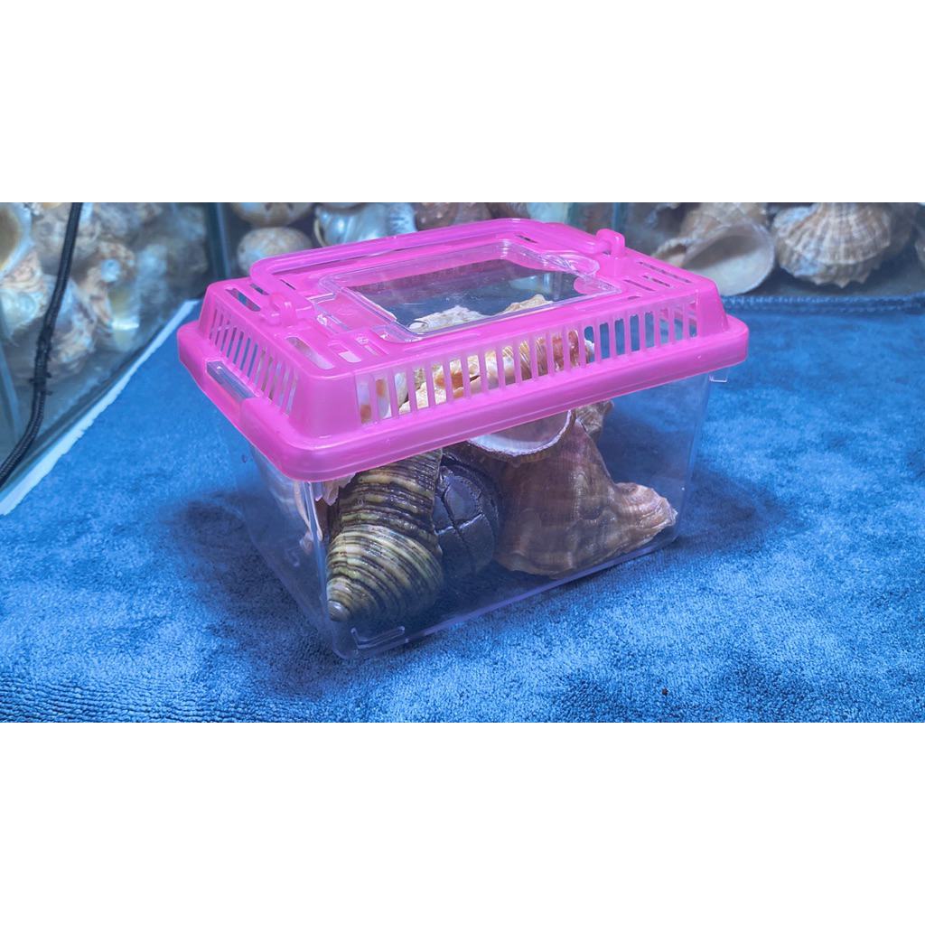 Sản phẩm handmade rugo, vio size XL, 2XL mô phỏng ốc mượn hồn tinh tế và sống động. OMH HCM