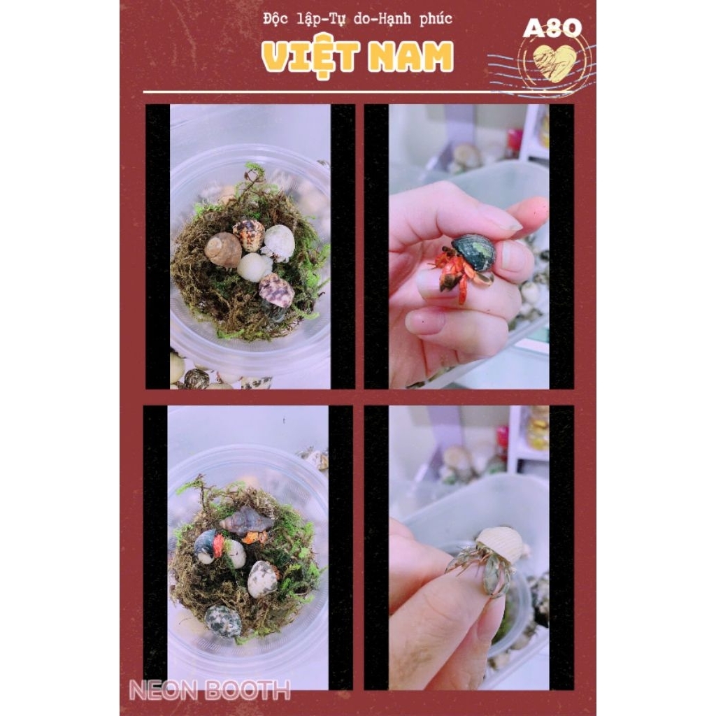 Combo 5 hình dán ốc mượn hồn rugo, vio, abino size mini đến XL đẹp sinh động. OMH HCM