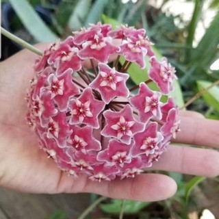 Cẩm cù Hoya Pubicalyx pink silver hoa thơm to bền