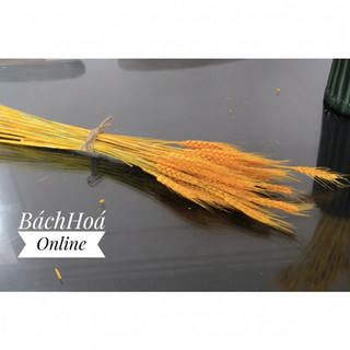 [Bó 10] [Bó 50] Bông lúa mạch khô màu vàng, màu tự nhiên dùng trang trí