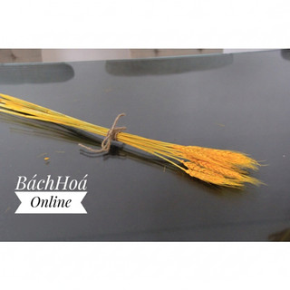 [Bó 10] [Bó 50] Bông lúa mạch khô màu vàng, màu tự nhiên dùng trang trí