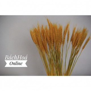 [Bó 10] [Bó 50] Bông lúa mạch khô màu vàng, màu tự nhiên dùng trang trí