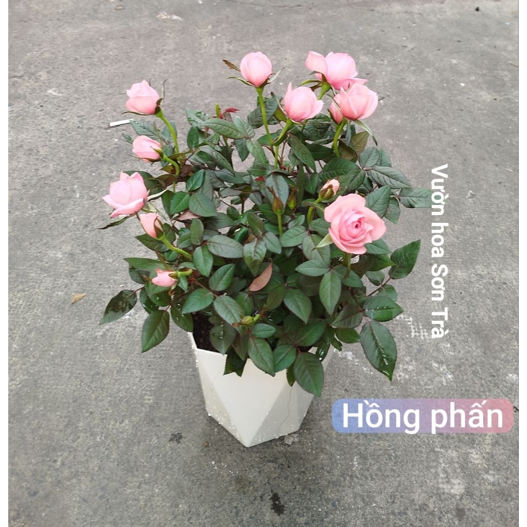 (VHST giao trong ngày) TỶ MUỘI THƠM HÀ LAN màu hồng phấn.