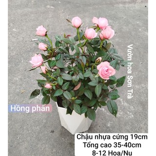 (VHST giao trong ngày) TỶ MUỘI THƠM HÀ LAN màu hồng phấn.