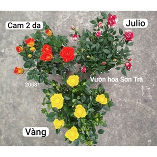 (VHST giao trong ngày) CÂY HOA HỒNG TỶ MUỘI HÀ LAN, thơm nhẹ, siêu hoa.