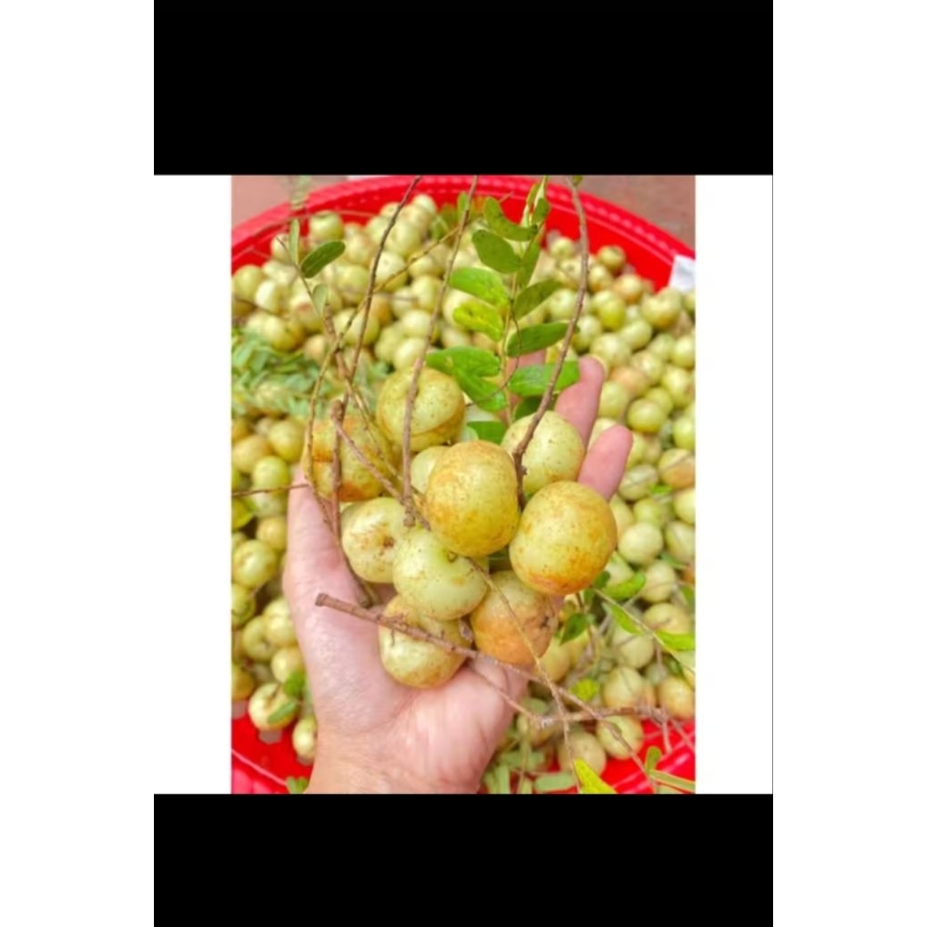 1kg mắc kham rừng, me rừng vị chua, ngọt hậu