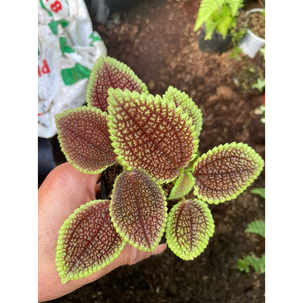 Gấm ánh trăng(Moon Valley Pilea) set terrarium bán cạn tiểu cảnh chưng bàn