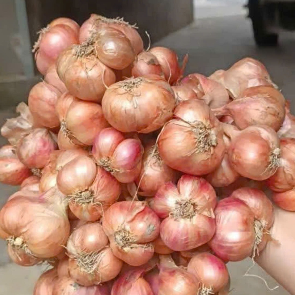 Combo 3kg hành củ ta Kinh Môn hải Dương cắt gọn gàng, hành bắc