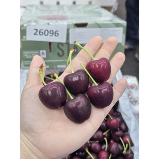 [HOẢ TỐC HCM] Cherry Chile siêu tươi ngon giòn, ngọt đậm vị có nhận làm hộp quà