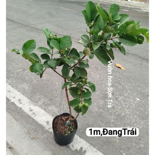 (VHST giao trong ngày) CÂY ỔI RUBY.