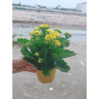 Cây Sống Đời Vàng