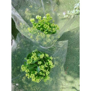 Cây Sống Đời Vàng