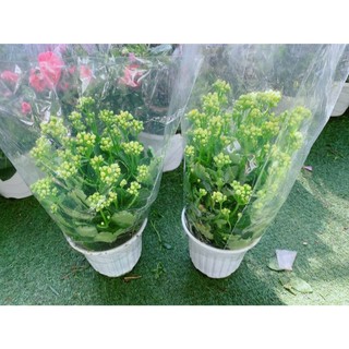 Cây Sống Đời Vàng