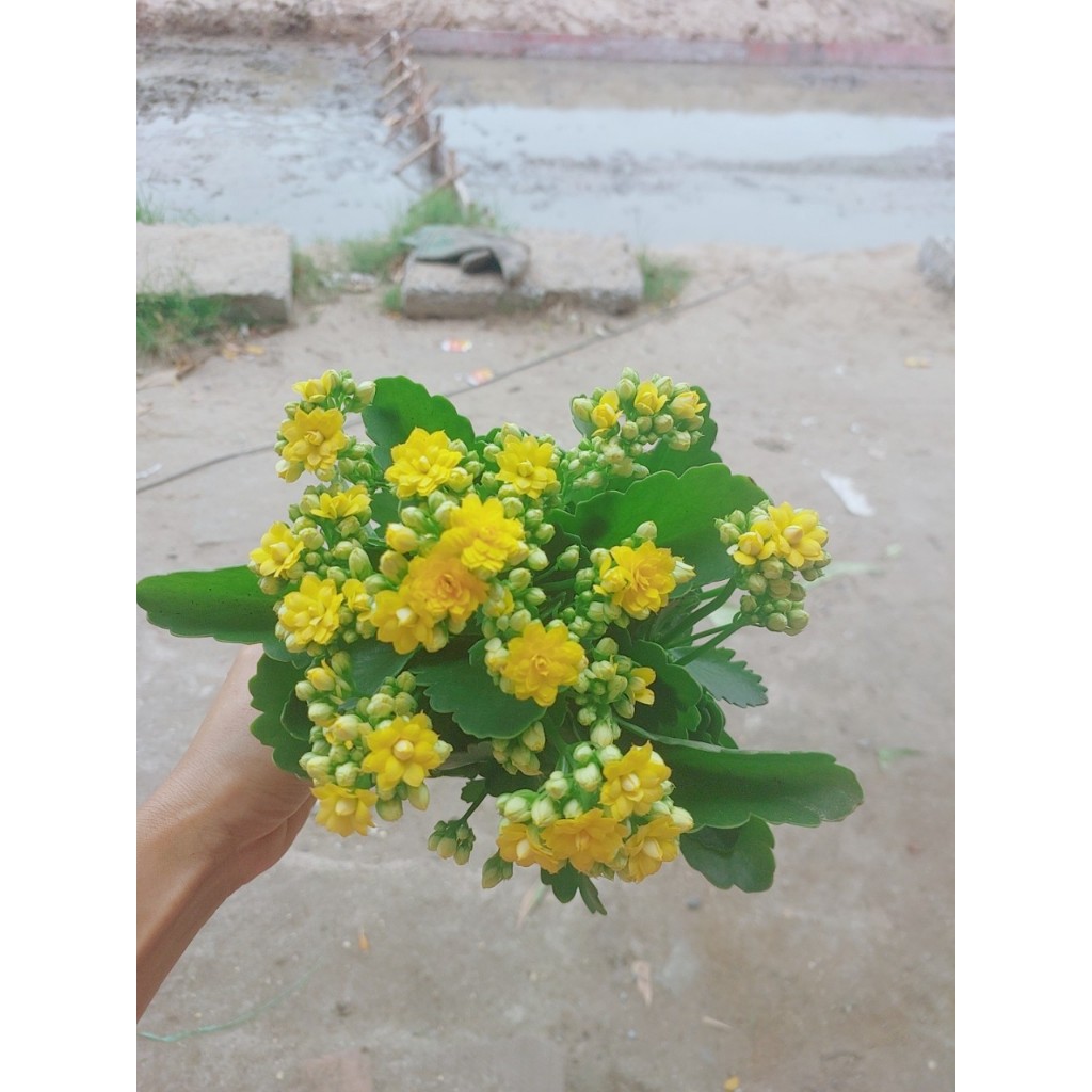 Cây Sống Đời Vàng