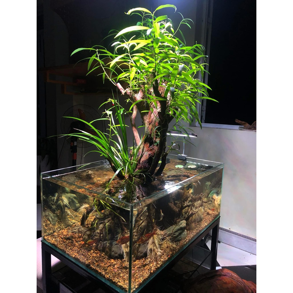 CÂY THUỶ SINH_RÙ RÌ SÔNG GIANH_BIOTOPE ( DÁNG NGẪU NHIÊN)