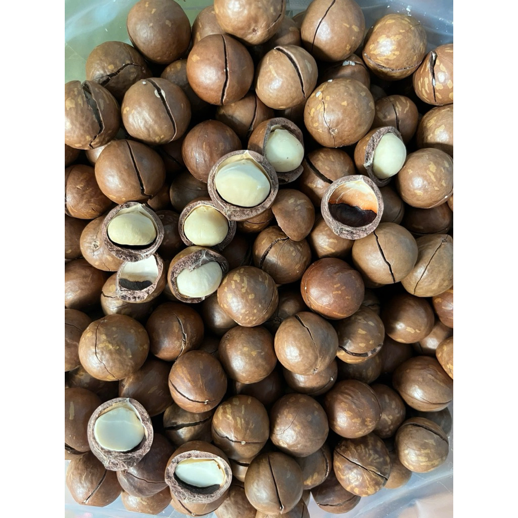 🥜 MACCA CỠ TRUNG NGUYÊN VỎ – HẠT BÉO BÙI, GIÒN NGON, TƯƠI MỚI MỖI NGÀY