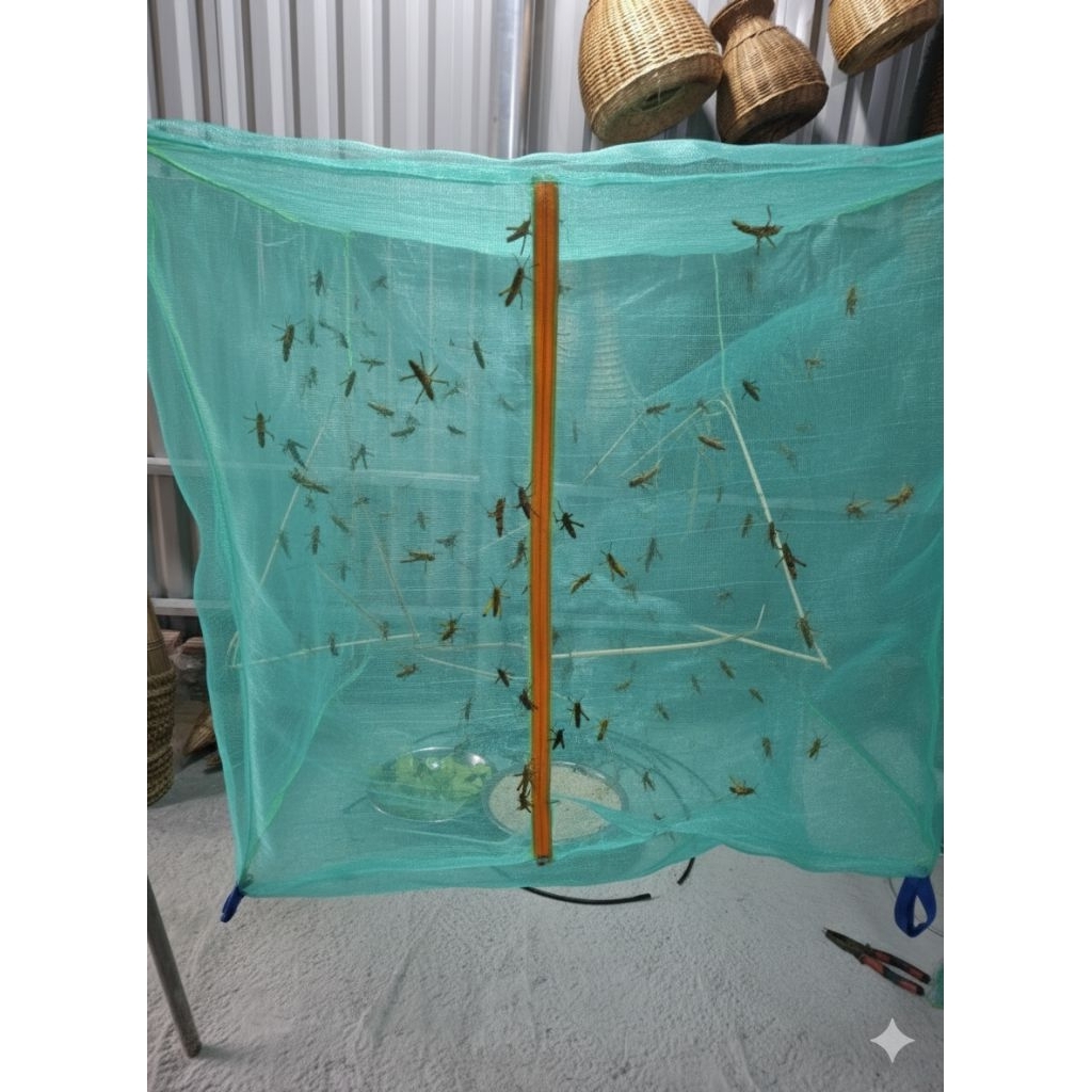 Mùng nuôi ruồi lính đen ,cào cào loại nhỏ 1x1x1, 2x2x1m