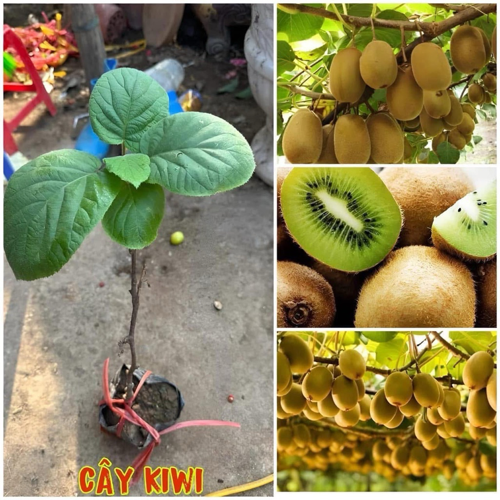 Cây giống Kiwi vàng -kiwi xanh - Cao 35-40cm -Mua 5 tặng 1