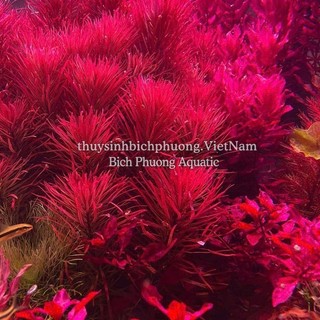 CỐT NỀN AQUA BASE NUPHAR 1KG - DINH DƯỠNG LÓT NỀN CHO CÂY THỦY SINH CẮT CẮM HÀ LAN