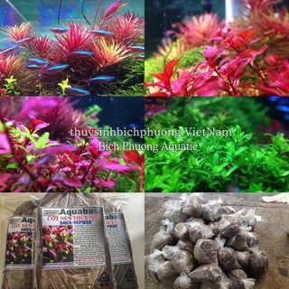 CỐT NỀN AQUA BASE NUPHAR 1KG - DINH DƯỠNG LÓT NỀN CHO CÂY THỦY SINH CẮT CẮM HÀ LAN