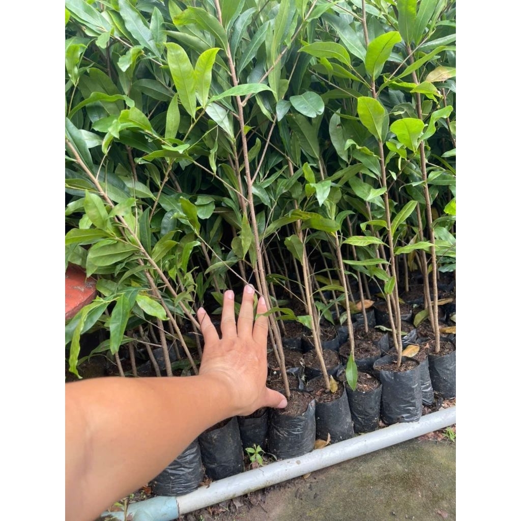10 Chậu cây Mai Con cao 50-70cm
