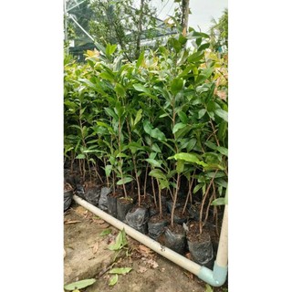 100 chậu cây mai vàng con ươm từ hạt ( cao 50 - 70cm )