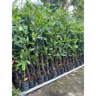 Combo 20 chậu cây mai vàng con  ( cao 40 - 70cm )