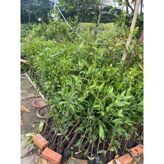 30 chậu cây mai vàng con  ( cao 40 - 70cm)