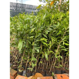30 chậu cây mai vàng con  ( cao 40 - 70cm)