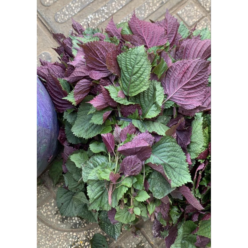 Hạt giống Tía Tô tím 50gr