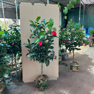 Cây hoa trà my, Cao 80cm trang trí cảnh quan sân vườn, chậu bàn trà