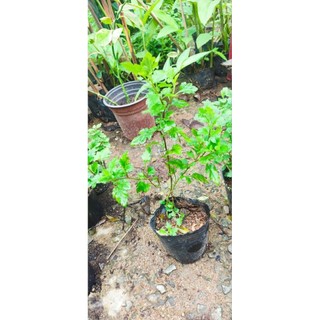 Cây cúc rủ vàng ( hình 2,3,4 )