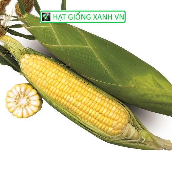 [Gói 50gr] Hạt giống bắp ngọt lai f1 Nova 5649, bắp siêu ngọt, hạt kín đầu trái