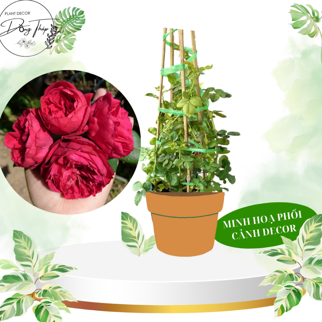 Chậu Cây Hồng Ngoại Red Eden Nguyên Bản – Trang Trí Sân Vườn & Decor Ban Công – Làng Hoa Đồng Tháp