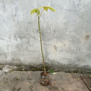 Cây hoa Mỹ Nhân (Hồng Mỹ nhân) cao 40cm